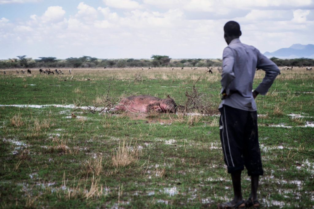 Drought Massacres Hundreds of Animals in Kenya, HOTPEN
