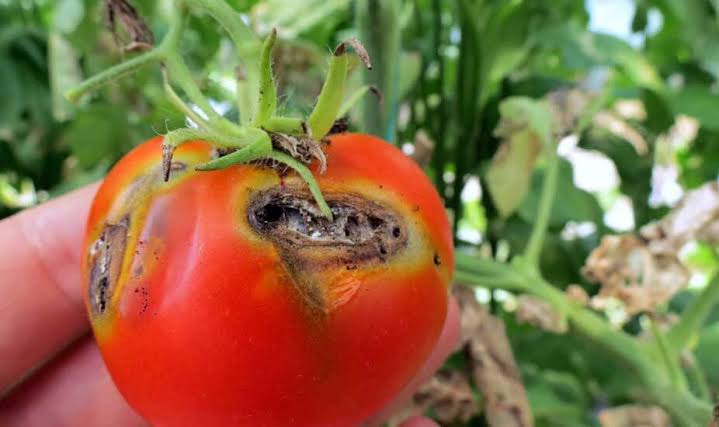 Tomato ‘Ebola’ ravaging farms in Kano, Kaduna, Katsina, Gombe States, HOTPEN